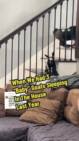 Replying to @Cardinal Farm When We Had 3 “Baby” Goats Sleeping In The House Last Year…It was pure chaos and I don’t miss it at all😆 Much easier with just the one. But I’m still ready for him to be outside too🤣 #fyp #goats #nigeriandwarfgoats #pets #minigoats pet goats, goat noises 