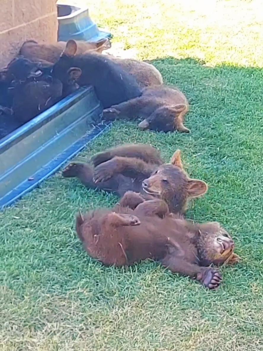 We could put em in the truck!!  #RapidCity #SouthDakota #cute #baby #bear #funny #bearcub #wildlife #animals #WildAnimals #babyanimals #FallnTravels 