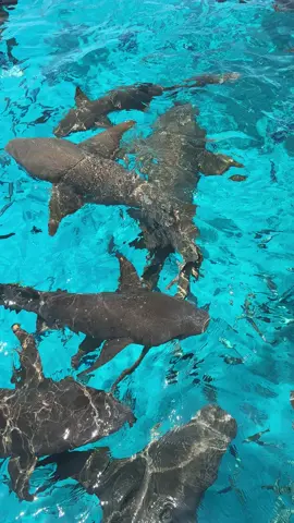 Would you dare? 🥹🦈 #shark  #nurseshark  #maldives #maldivesislands #maldivesresort 
