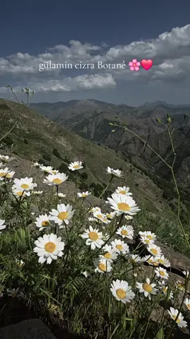 #kulîlka  naw#kurdistane ☀️✌️#keşfet #andok #bakur_başur_rojava_rojhilat 