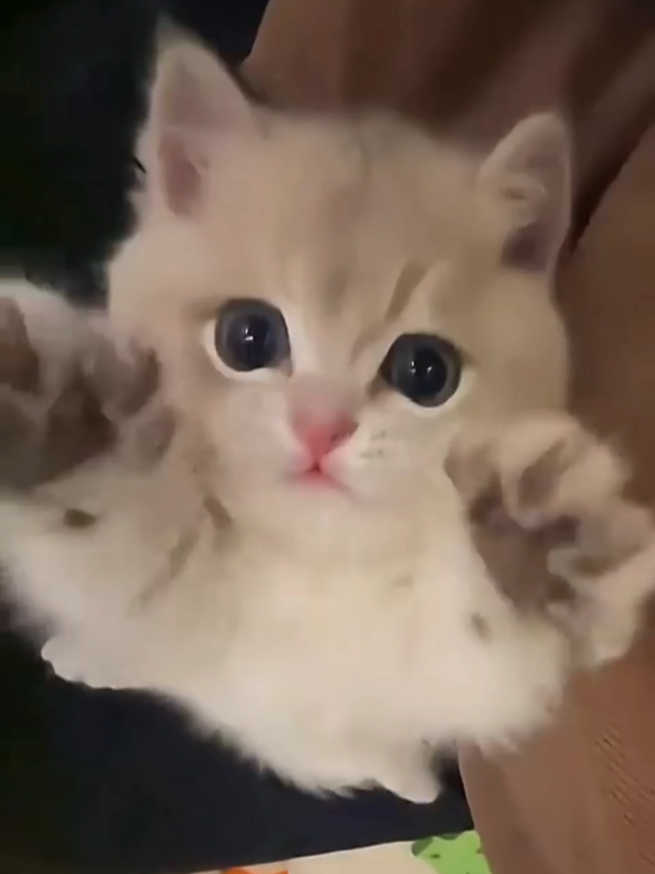 #foryou #animais #gatos #funnycat #tiktok 