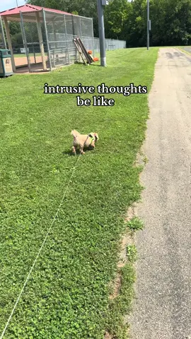😈🤷🏻‍♀️ #intrusivethoughtscheck #outdoor #outside #dogmomlife #dogwalk 