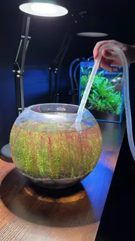 People say it’s impossible to grow rotala and make it red without co2, but I’m doing it easily without co2 or liquid fertilizer! #aquarium #plants #fishtank #aquascape 
