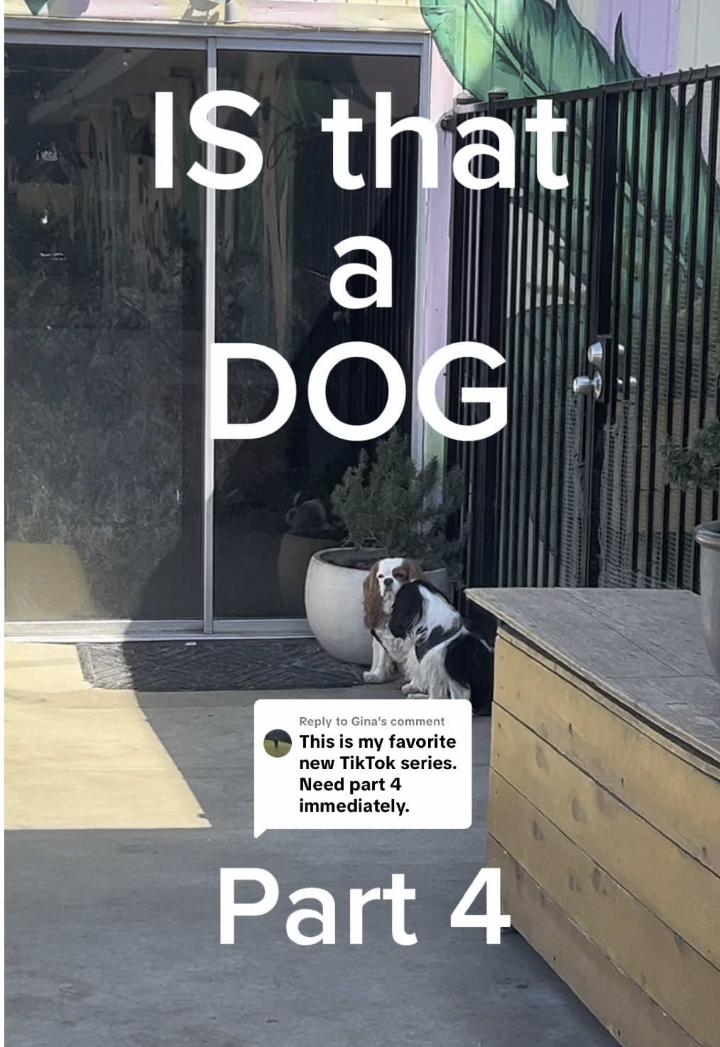 Replying to @Gina the amount of celebrities we have coming to doggy day care is getting a little out of control… #dassadog #isthatadog #olebrandselect 