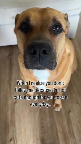 I try my hardest..💔 #waggywear #dog #foryoupage #foryou #dogsoftiktok 