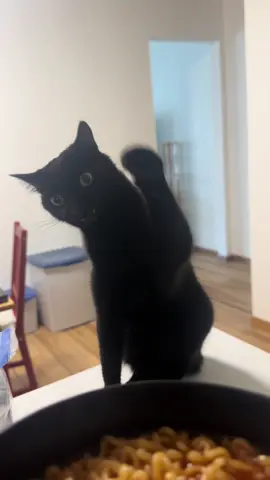 The ramen… it tempts him #squid #cat #fyp #catsoftiktok 