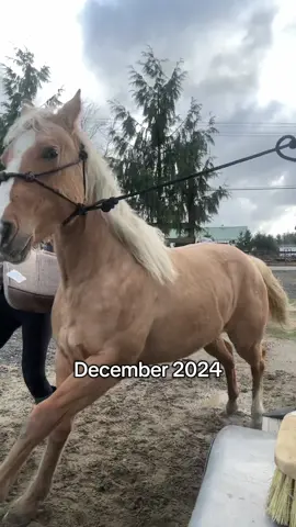 Holly Belle’s desensitization is going well 😂😂  #horse #coltstarting #colt #aqha 