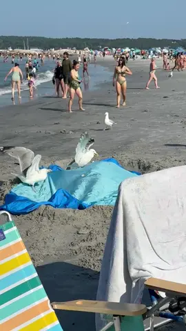 When your beach day turns into a wildlife documentary… 🐦😂 #Jet2HolidaysVibes No birds were harmed in the video! #J#Jet2HolidaysS#SeagullB#BeachDayFailsWildlifeEncounter