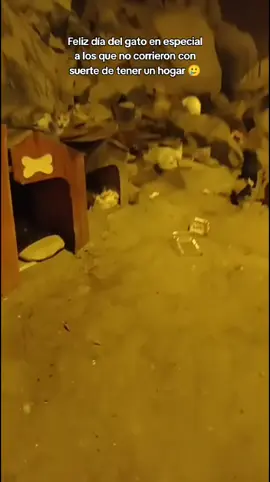 No olvidar a los gatitos de 80 dejarles manta en sus casitas, alimento y agua solo nos tienen a nosotros #virał #fyp #paratiiiiiiiiiiiiiiiiiiiiiiiiiiiiiii #cat #mega80 