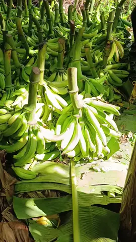 #elcampo #videoviral #cultivando #cultivosdeplatano #platano #parati #foryou #Viral #cultivandoplatano #platanos #cosechandoplatano #