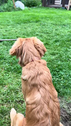 When the golden puppy feathering starts. #Love #puppy #goldenretrieverpuppy #doghair #dogsoftiktok