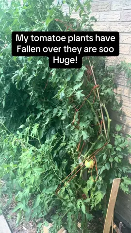 Tomatoe plants today!! #garden #gardentok #tomatoes #trending #unitedstates 