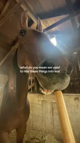 Edit: it’s a joke y’all… but Most awkward looking horse to ever exist i stg