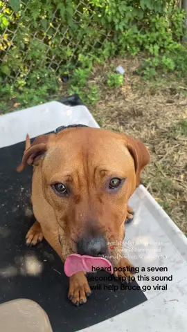 HES SO PERFECT @TOHAnimalShelter 