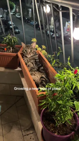 Every vase on our patio has plants but we had to keep this one empty because our cat has been sleeping in it since she was a kitten 🥰 #catsoftiktok #cats #catlover 