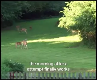 dms r open #attempt #deer #MentalHealth #vent #morning 