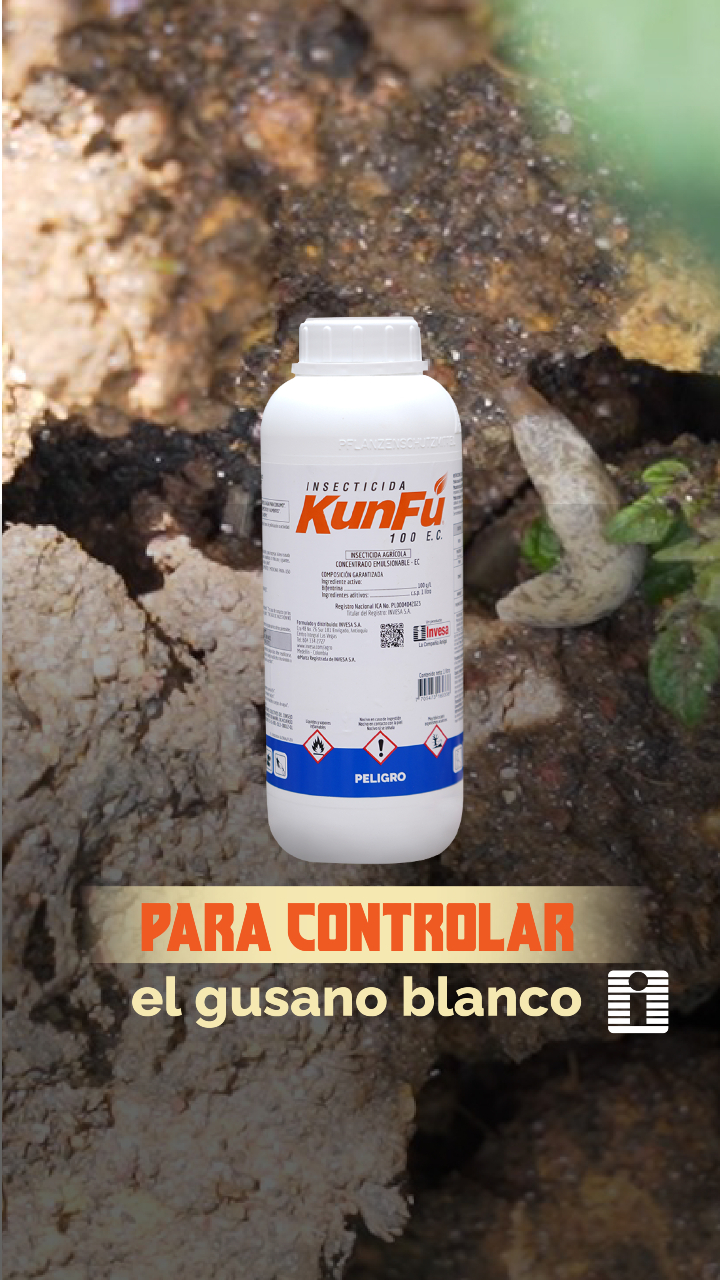 La que manda en la mesa es la papa, ¡y por eso es fundamental protegerla contra el Gusano Blanco! Dale un duro golpe a esta plaga con nuestro insecticida Kunfú. ¡Estamos #JuntosporelAgroColombiano! #AgriculturaEficiente #Agricultura #Cultivos #Agroindustria #Campos #Agro #InvesaAgro #Cosechas #Siembra #Sostenibilidad #TecnologíaAgrícola #InnovaciónAgro #Plantas #AgriculturaSostenible