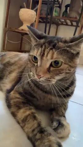 #cat #catsoftiktok #cutecat #fyp #paratiiiiiiiiiiiiiiiiiiiiiiiiiiiiiii 