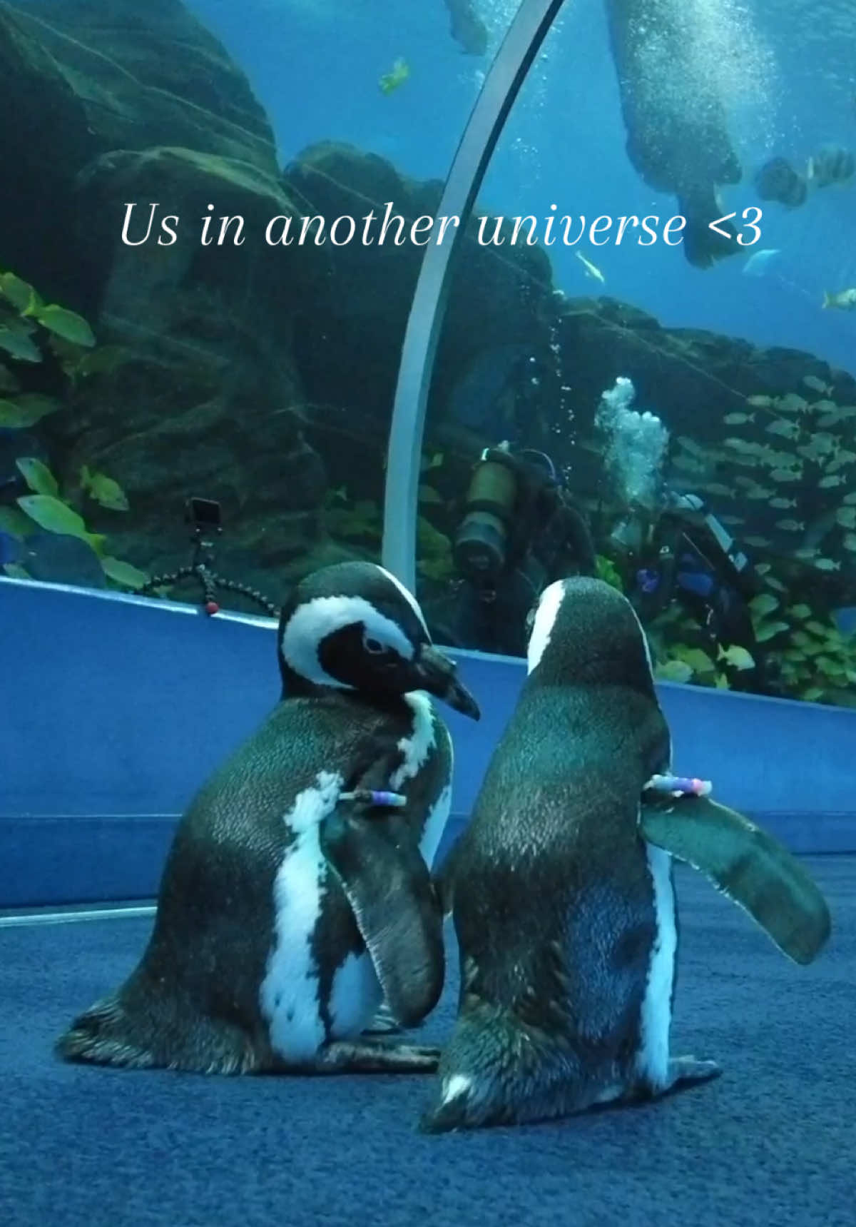 May we all find an impeccable bond of over 30+ years like Charlie and Lizzy. 🐧💙 #georgiaaquarium #usinanotheruniverse #trending #lovebirds #penguin 