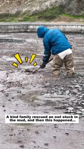 A kind family rescued an owl stuck in the mud, and then this happened...#wildlife #rescue #animals #lovestory #owl 