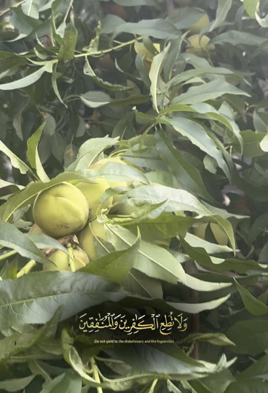 #CapCut #📖🕋islamic🕋🕋🕋❤️❤️❤️video🌹🌹🌹🕌🕌🕌 #viralvideo #islamic_video_82🕋☝️ #islamicreminder61 #islamicremindersforu #📖🕋islamic🕋🕋🕋❤️❤️❤️video🌹🌹🌹🕌🕌🕌 #fentysuperbrandday #islamicvideo 