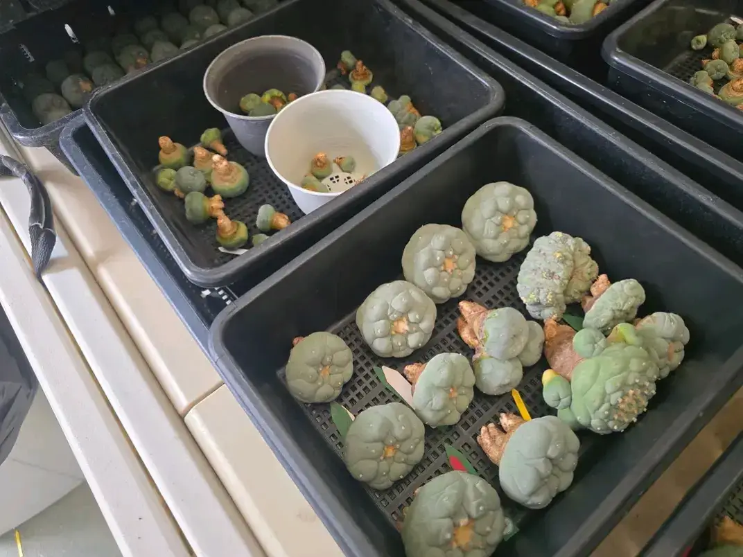 this is what you need to have the best trip ever. #lophophorawilliamsii  #peyote #plants  #lophophora 