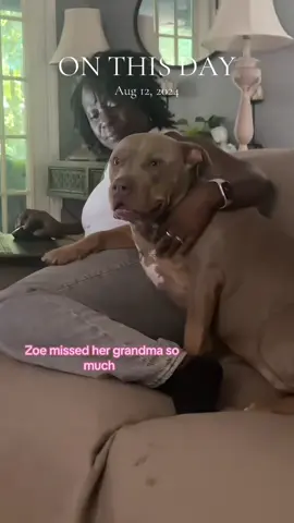 #onthisday the new generation of grandkids #dogs #dogsoftiktok 