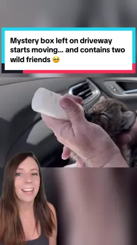 A mystery box showed up in an Oregon driveway… and it was moving. Inside were two bobcat kittens. Their fate could have been tragic. But while they're unreleasable to the wild, they're living the good life at The Living Desert, where they have care, safety and enrichment for life. 📸 @The Living Desert  #bobcat #bobcats #wildlife #goodnews #animals #animalrescue #oregon #thelivingdesert #palmdesert #conservation #wildliferescue #kittenzoomies #desertanimals