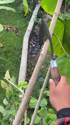 pruning / ramban pohon favorit semua kambing #sobatngaret #ramban #etawaluarbiasa #kambingetawa #peternak #peternakmuda #bosmuda #xybca #08farm 