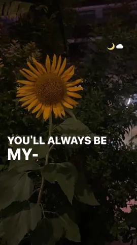 #CapCut #foryou #duhok #myflower #kurdish #اكسبلور #tiktok #fy #night #duhok_zaxo_amedi_semel_akre #shahantower #دهوك #flowers🌼🍁🌸 #Love 