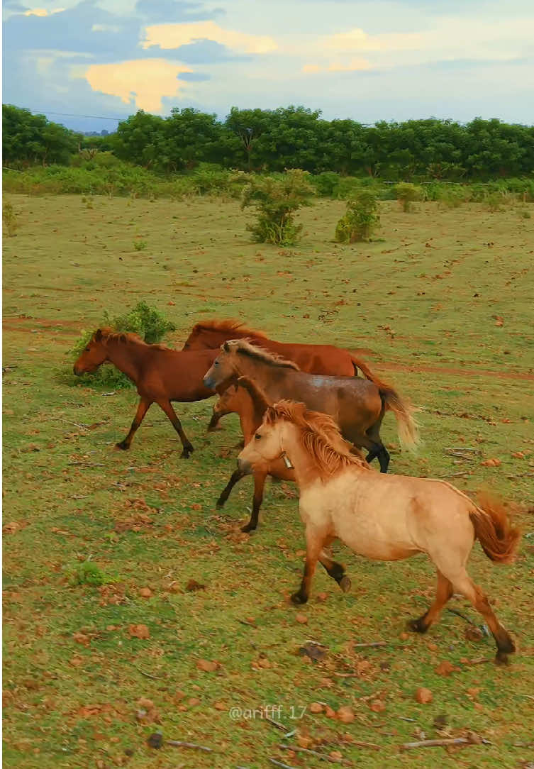Kaki Gunung Tambora dangan kuda nya✨🐎 #tambora #doroncanga #bima #dompu #ntb 