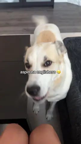 Nakalimutan na niya pinanggalingan niya guys 😭🥲 #aspin #rescuedog 