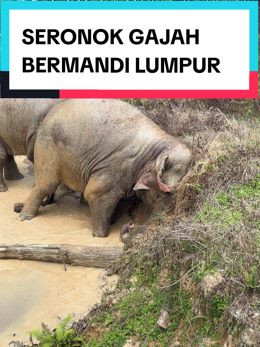 GAJAH BESAR MAIN LUMPUR. DI LIHAT DUA EKOR GAJAH SEDANG BERMANDI LUMPUR DI SUNGAI. SERONOK TENGOK. #elephant #elephants #wild #wildanimals #wildlife  @NIK MASTURA PATRICK 