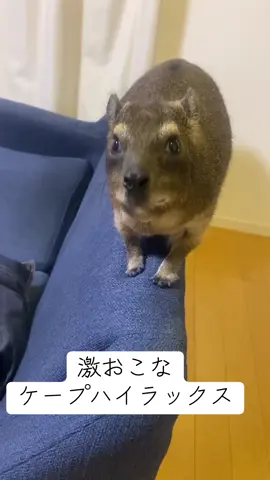 #ケープハイラックス #ケープハイラックスのチロル #ペット #小動物 #capehyrax 