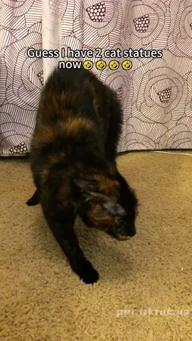 Fake cat prank😅😅😅#cat#catsoftiktok #catvideo #funnycat#fyp