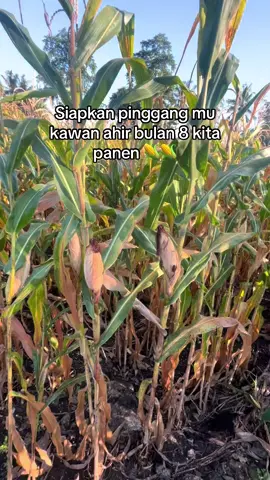 Semoga harga bersahabat #petanigenz #petanijagung🌽 #