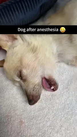 When your dog is high on Anesthesia🐶🤣#funnyvideo #tiktok #foryou #dog #funnydogs 