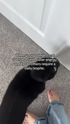 How do I explain to a perfect cat that she’s sometimes too much? 😭🐈‍⬛💕 #catsoftiktok #cats #blackcat 