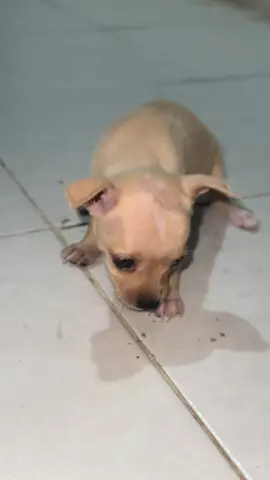 Yago cuidando a sus hermanitos #bullingpoquet  #perros 