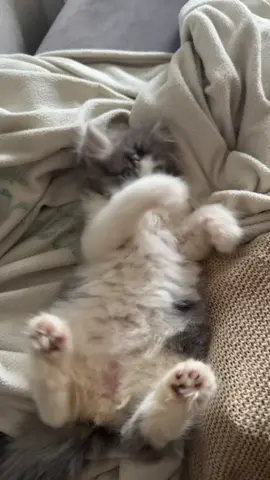 ⭐️😼.    #meow #catsoftiktok #fyppppppppppppppppppppppp 