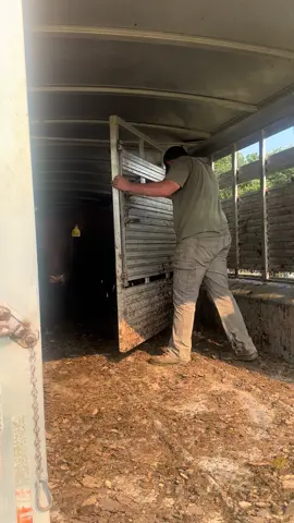 unloading these gals #redangus #trailer #loadingcattle #cattle #farming @KacyChapman 