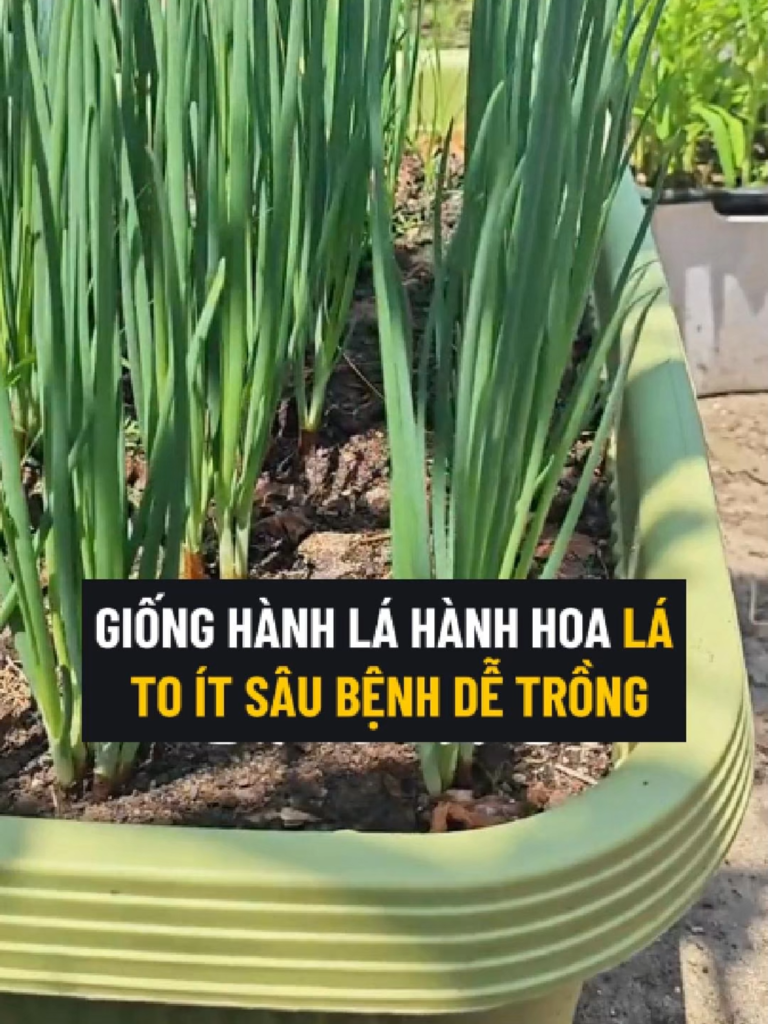 Giống Hành Lá Cao Sản Bốn Mùa Lá To Thơm Thu Hoạch Sau Hơn 1 Tháng #hanhla #hanhhoa #hatgiong #hatgionghanhla #hatgionghanhhoa #trongcay #tronghanhla #tronghanhhoa