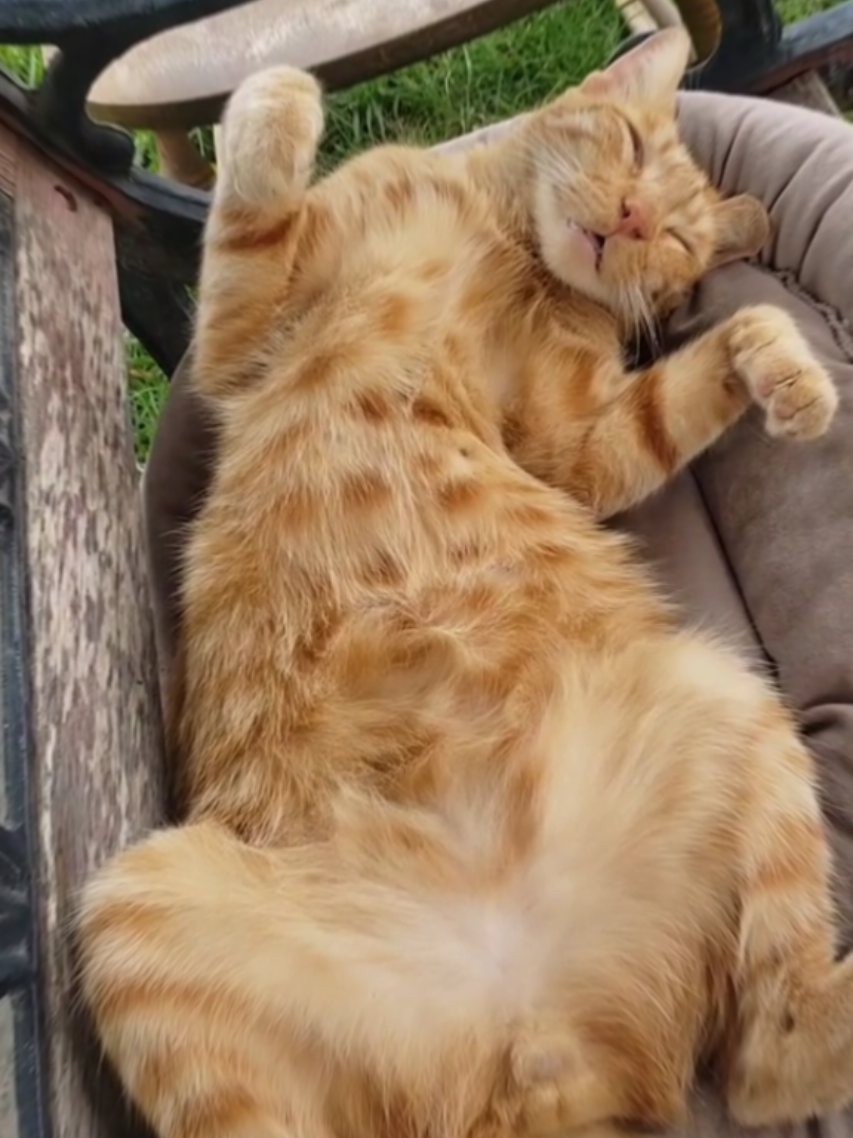 #LIVEIncentiveProgram #PaidPartnership #CATSOFTIKTOK #LIVEStory 