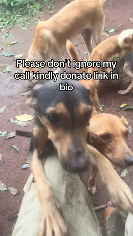 #dogloversfeed #puppy #labrador 