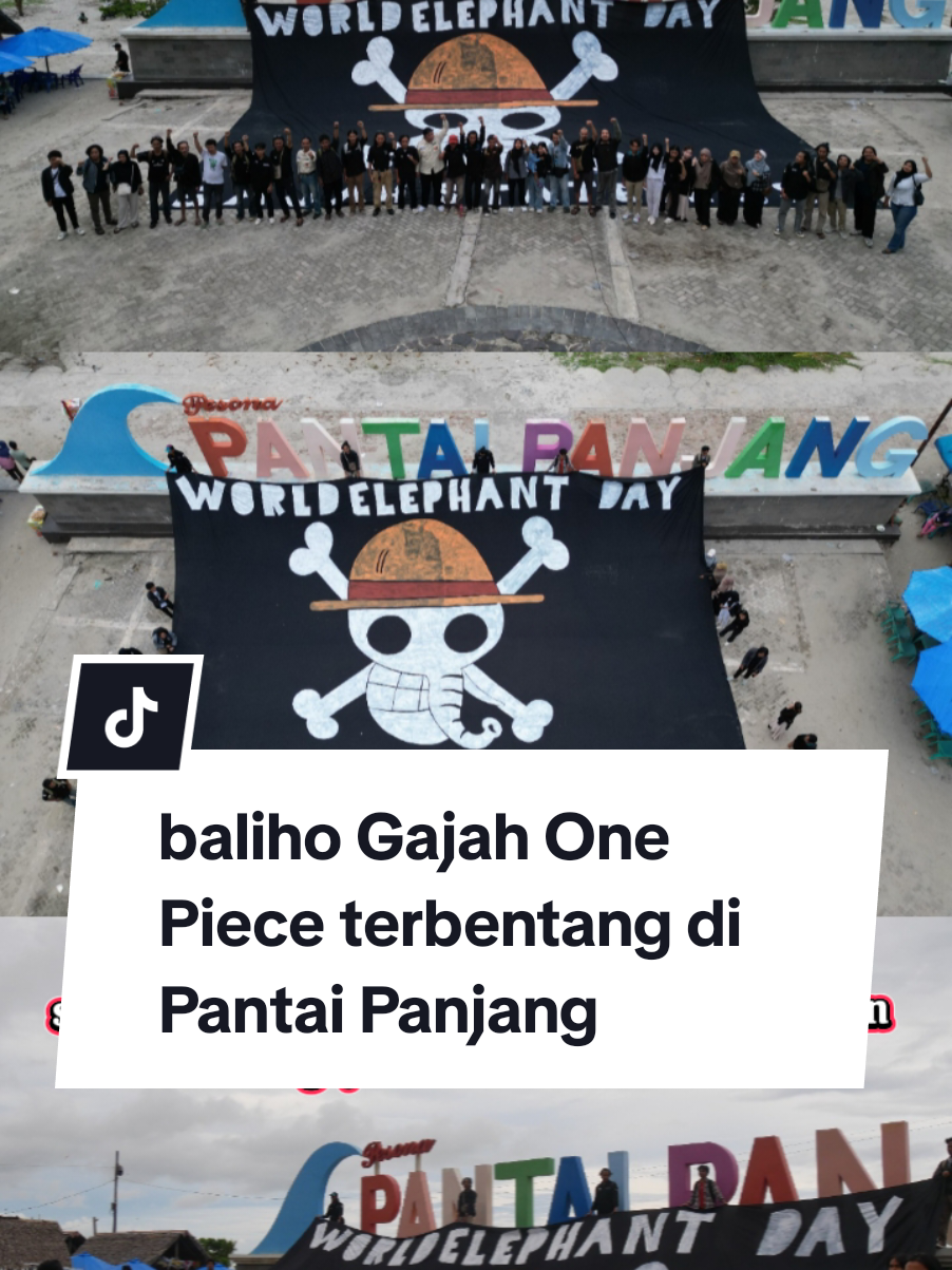peringatan Hari Gajah Sedunia ke-25 di Bengkulu dengan mengangkat tema gajah tanpa status. tema dipilih oleh Aliansi Selamatkan Bentang Alam Sebelat karena status perlindungan gajah Sumatera terancam punah di Bengkulu  #harigajahsedunia #bengkulu #fyppppppppppppppppppppppp 
