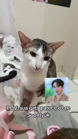 gente, não da KKKKKKKK #leesoohyuk #cats  #dorama 