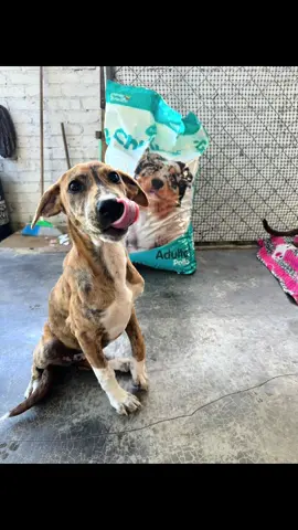 Muchas gracias por su apoyo en nuestro live #perritos #cachorro #albergue @Yolanda Sanchez 🌷 🐾🐕 @🏆🥇Ozzie Zea 🇺🇸 🇻🇪 @Khloe🏆🥇🦉🍑🍬[A]⚡️💎🇲🇽🐈‍⬛ @KANDY LUCKY2874🐕🦮🐕‍🦺🦌🦌🦌 