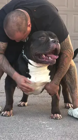 um verdadeiro ogro deixem nos comentários a Cidade de onde você está assistindo ao vídeo #pitmonster #americanbully #fy #fyou #fyp 