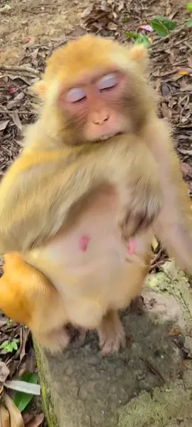 Monkey #monkey #fyp #fypシ #fouryou 