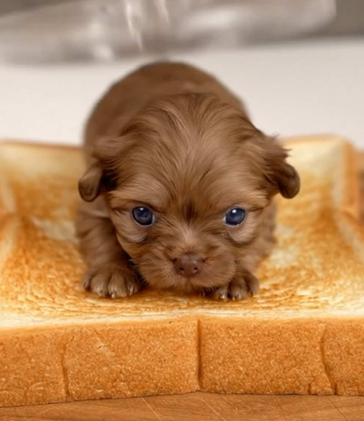 Puppy toast ASMR anyone? #SatisfyingASMR #ASMR #BestASMRSounds #AIASMR  #creatorsearchinsights 